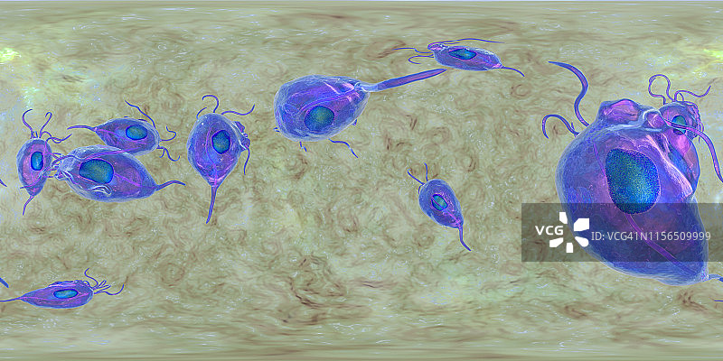 阴道毛滴虫原生动物，360度球面全景图图片素材
