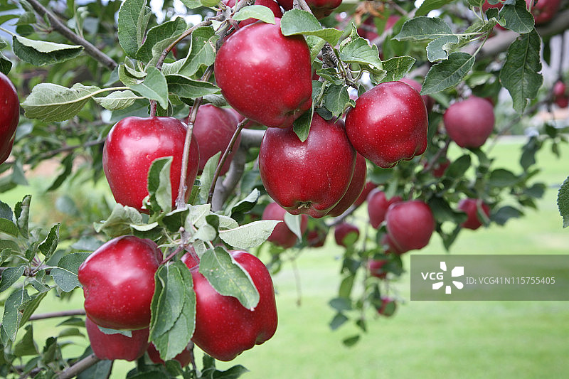 树枝上的红苹果。图片素材