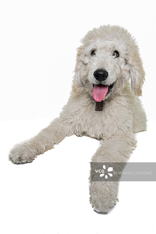 白色的贝德林顿小猎犬坐在白色的背景上看着镜头图片素材