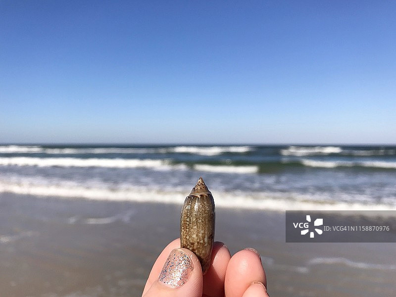 一个女人用第一人称观察被冲到海滩上的橄榄蜗牛壳图片素材