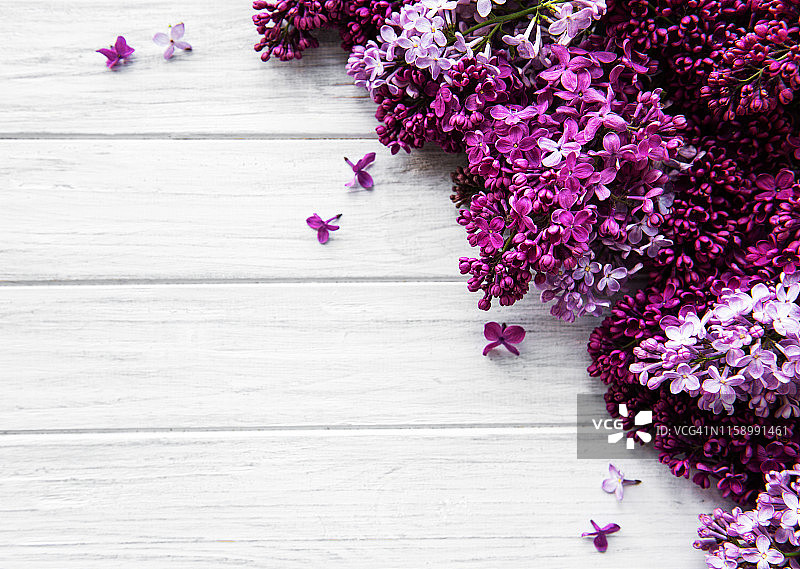 紫丁香是春天的花朵图片素材