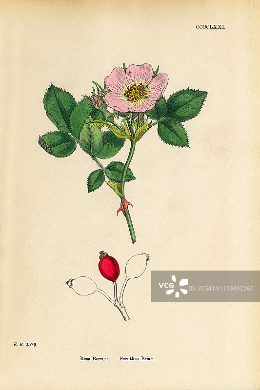 《无气味的蔷薇》，《维多利亚植物学插图》，1863年图片素材