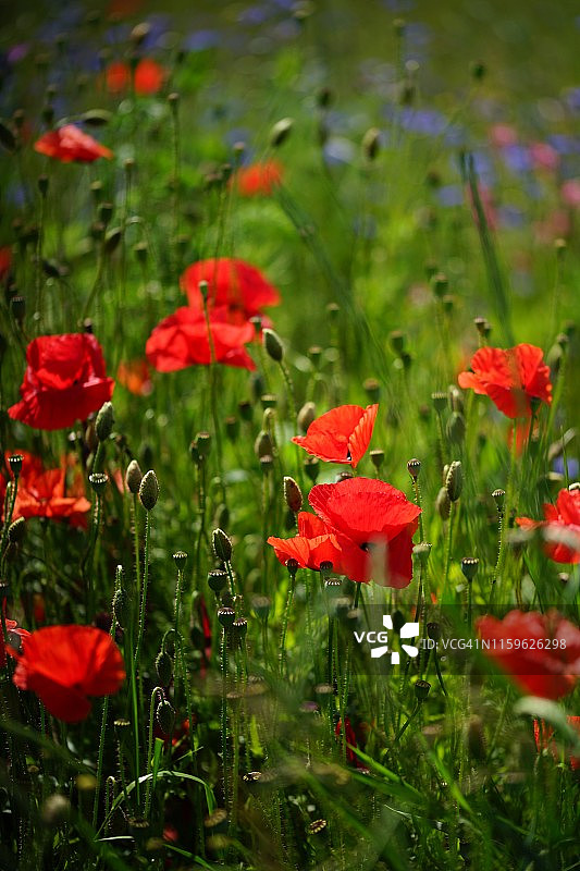 红色的罂粟花在阳光下，绿叶图片素材