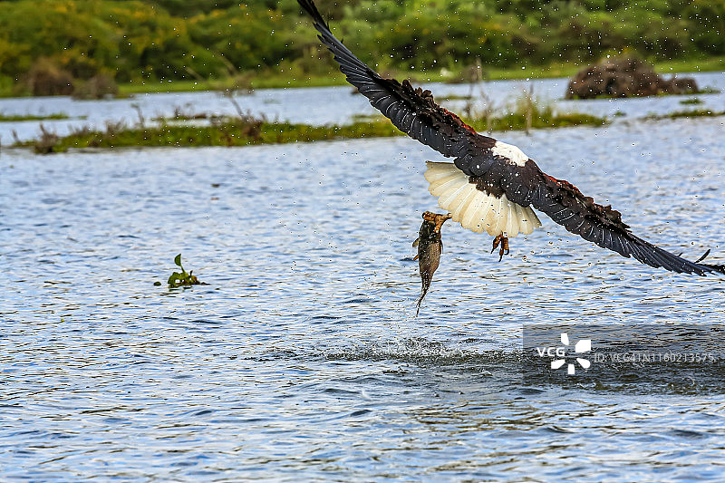 在湖里狩猎的鹰图片素材
