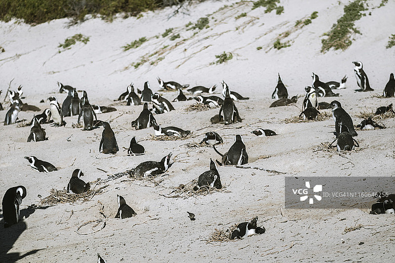 巨石海滩上的企鹅图片素材