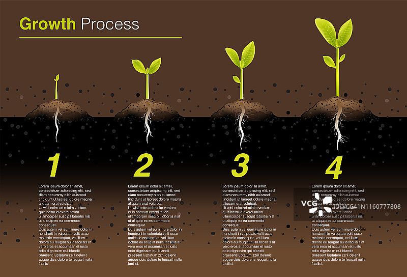 绿色植物的台阶正在生长，显示出幼苗的根、叶和土壤。增长概念开始作为信息图矢量插图图片素材