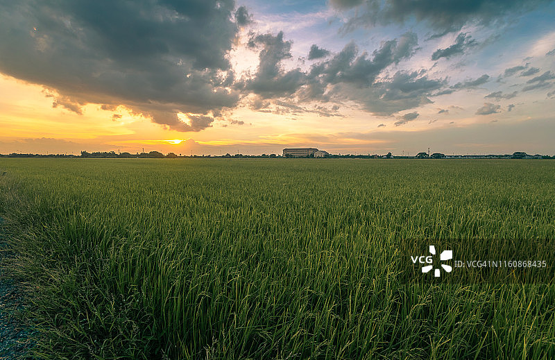 低角度的观点，太阳照耀在田野对天空在日落期间，泰国图片素材