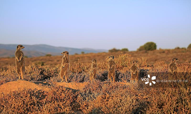 猫鼬(Suricata suricatta)，成年，动物家庭聚精会神地站在兽穴前，直立，警惕，Oudtshoorn，西开普省，南非图片素材
