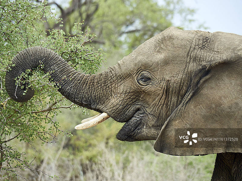 一头大象从树上吃东西的侧面，克鲁格国家公园，普马兰加，南非图片素材