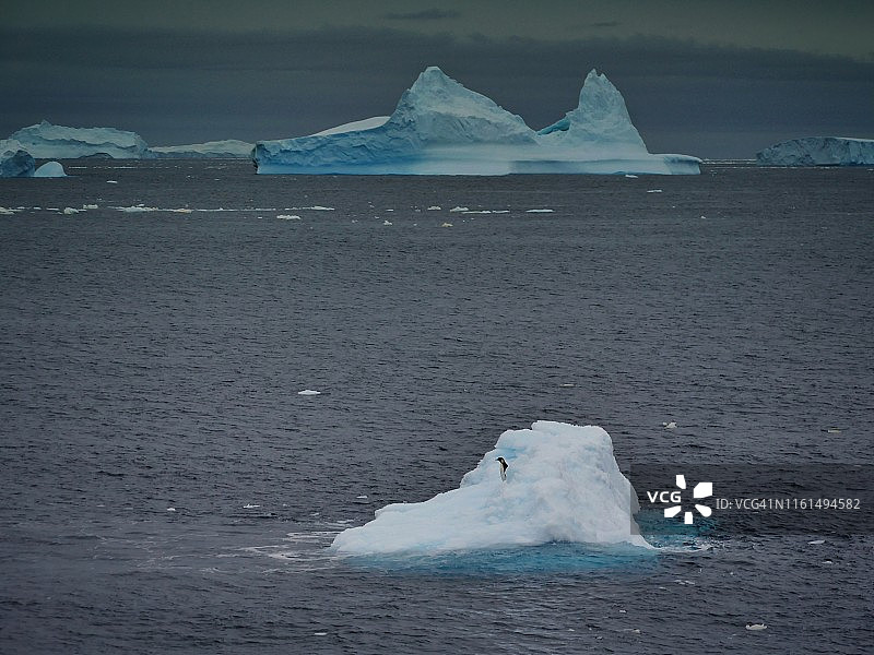 一只王企鹅(Aptenodytes patagonicus)独自站在一块浮冰上，在南极洲南大洋戴维斯站附近。图片素材