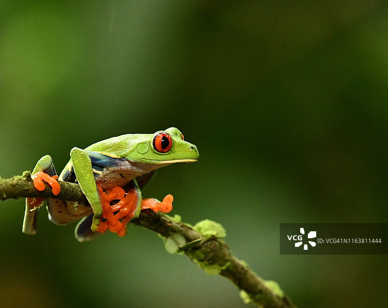 哥斯达黎加野生小红眼树蛙图片素材