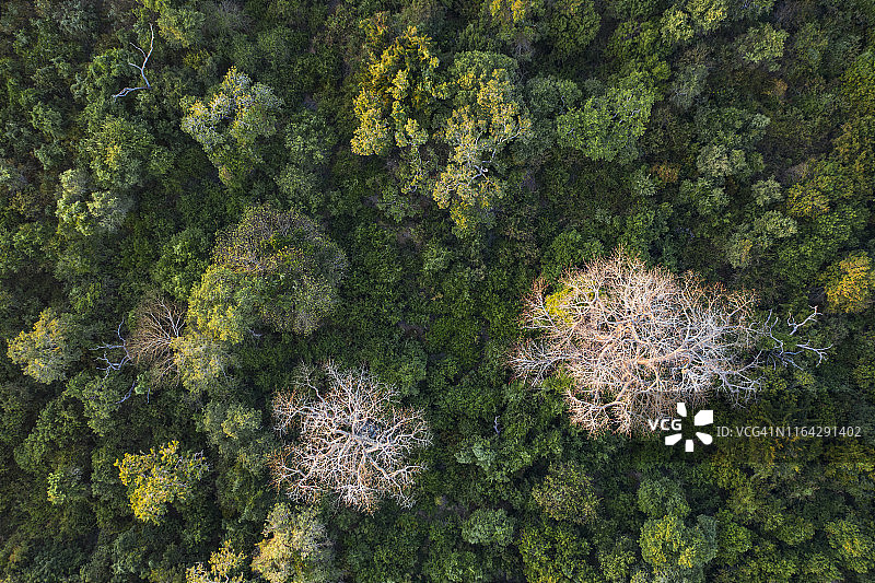 在非洲中部的热带雨林树冠上，从空中俯瞰巨大的猴面包树图片素材