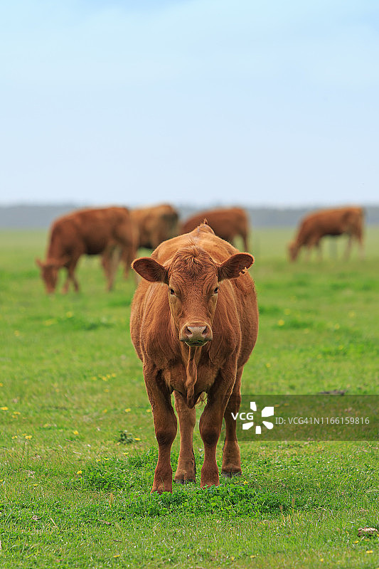 一个棕色奶牛站在户外的肖像-格尔比维赫红安格斯杂交品种图片素材