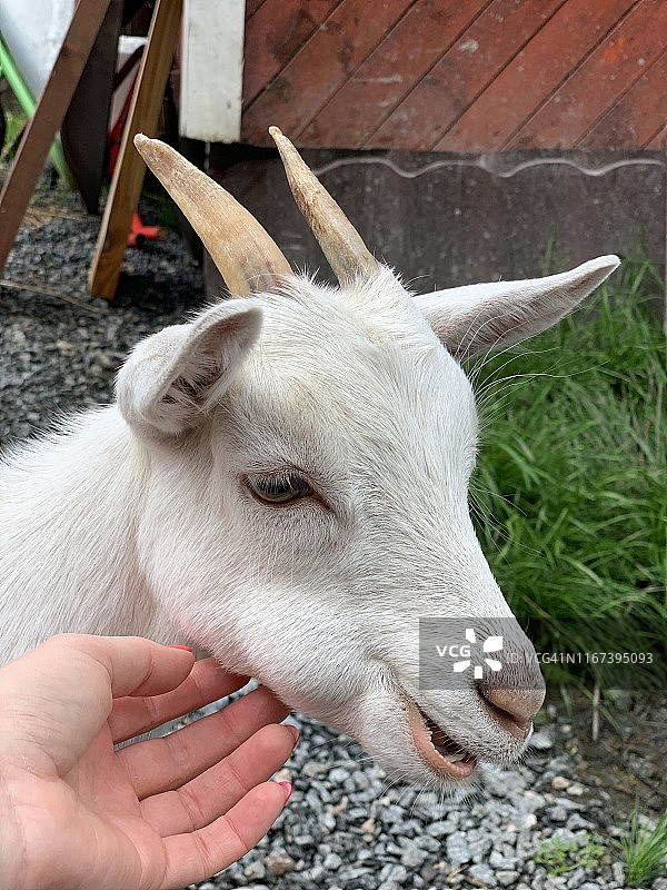 可爱的白色小山羊农场动物图片素材