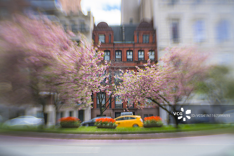 2019年4月27日，美国纽约，樱花花瓣在春日的阳光下绽放，在春风的吹拂下摇曳。图片素材