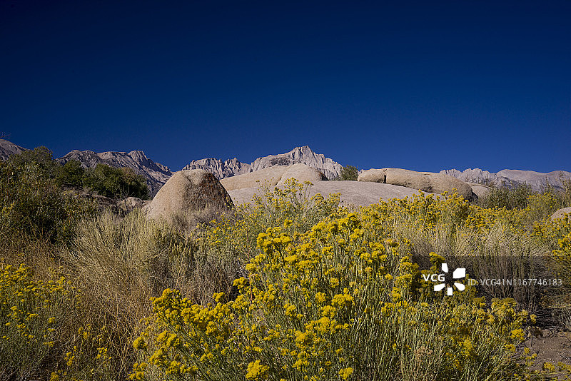 美国，加利福尼亚，孤松，岩石露头在阿拉巴马山，内华达山脉和惠特尼山在背景图片素材