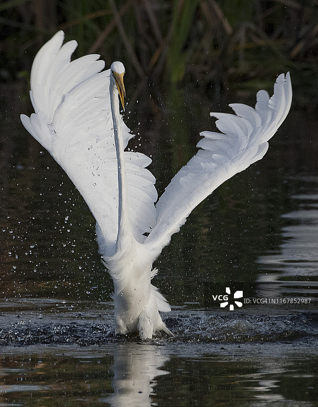 水上展翅的大白鹭图片素材