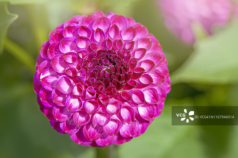 在柔和的阳光下，美丽的夏末盛开的粉色大丽花“山茶花”的特写图像图片素材