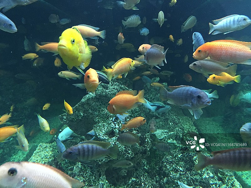 五颜六色的鱼在水下图片素材