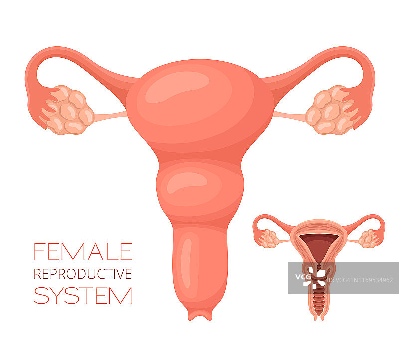 女性生殖系统。人体内部器官。图片素材