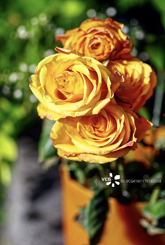 美丽的橙色玫瑰在橙色花瓶，特写图片素材