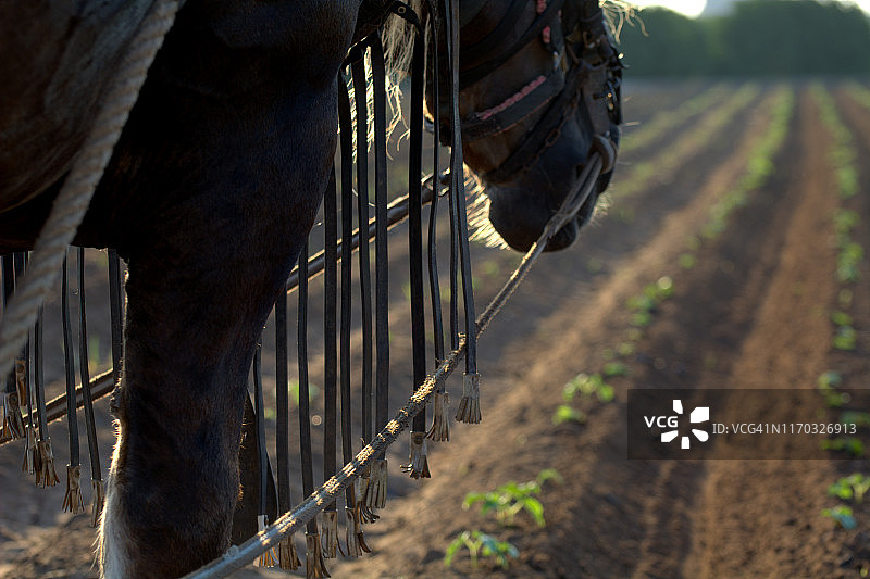 马在传统农业中图片素材