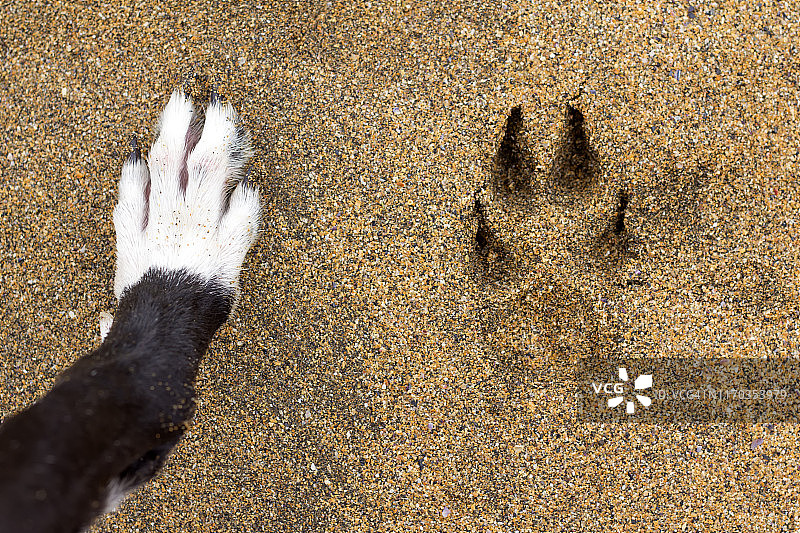 沙滩上有狗的脚印图片素材