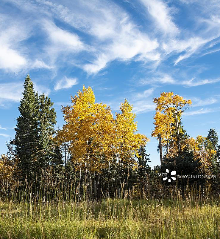美国亚利桑那州大峡谷国家公园针叶林之间的秋天彩色的普通杨树(杨树颤栗)图片素材