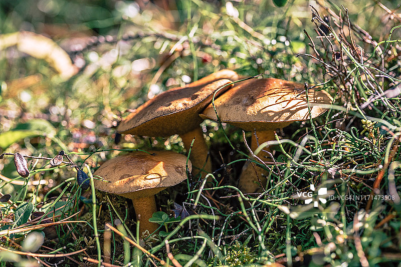 可食用的森林蘑菇(Suillus luteus)在阳光森林图片素材