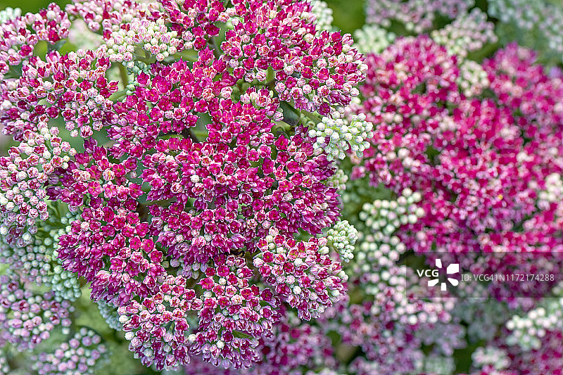 这是夏日盛开的景天“Mr Goodbud”的特写照片，粉红色的花朵非常适合传粉者图片素材