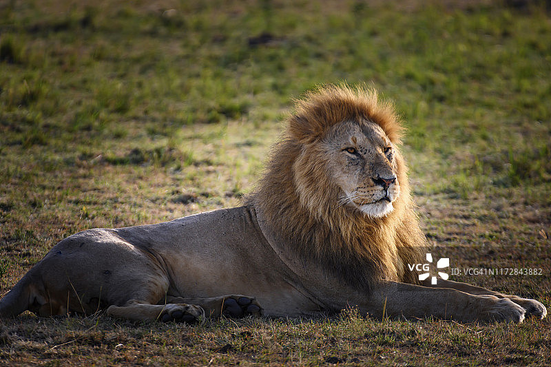 肯尼亚马赛马拉的大狮子画像。图片素材