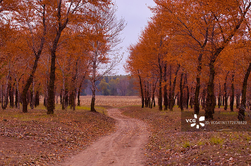 秋天，小路穿过白杨林。图片素材