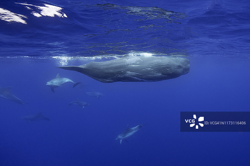 一群瓶鼻海豚骚扰抹香鲸，大西洋，皮科岛，亚速尔群岛。图片素材