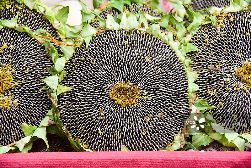 成熟的葵花籽在葵花籽头上图片素材