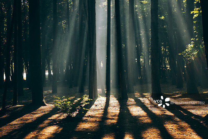 阳光在黑暗和雾蒙蒙的森林里图片素材