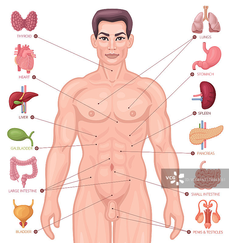 人体内部器官定位。男性的身体。图片素材