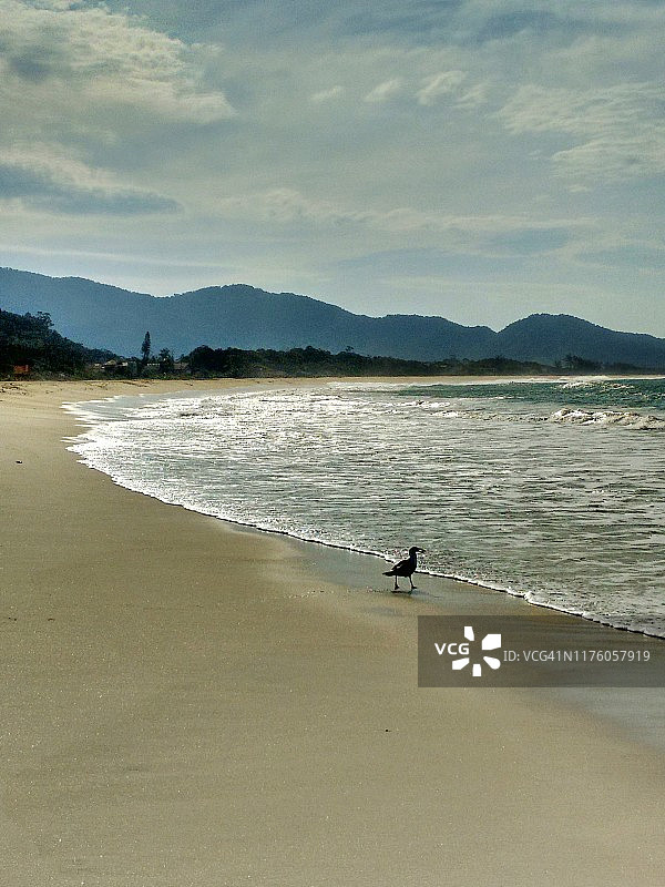 巴西圣卡塔琳娜，Florianópolis，猎鸟图片素材