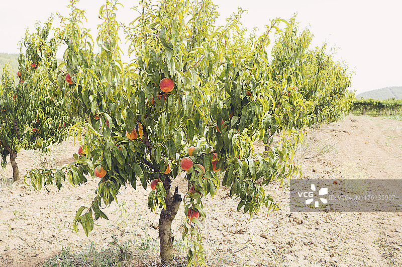 梨树和桃树的果实生长在花园里图片素材
