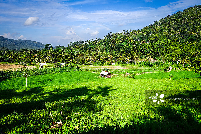 绿色的稻田，塞德门，印度尼西亚的巴厘岛图片素材