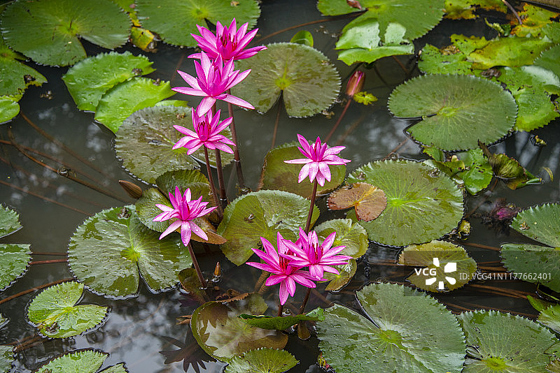 色彩鲜艳的睡莲漂浮在一个宁静的池塘在Polonnaruwa，斯里兰卡图片素材