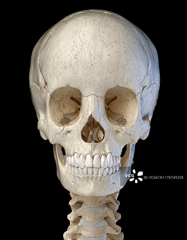 人类的头骨,插图图片素材