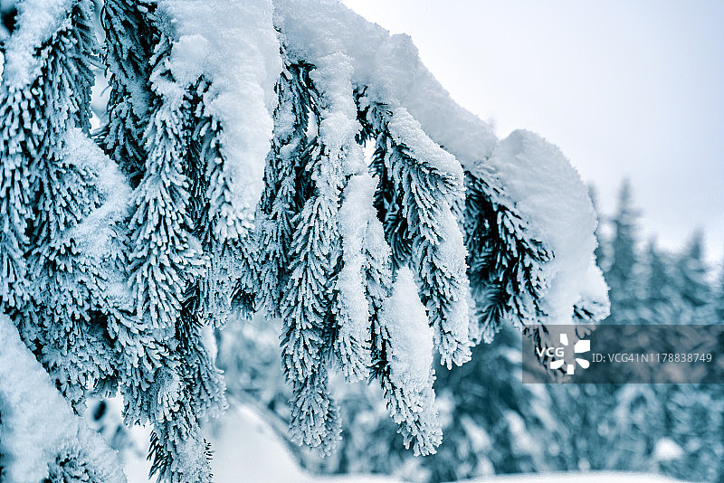 云杉枝、冷杉枝在冬季有冰雪覆盖图片素材