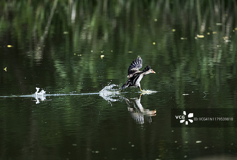 普通的松鸡，普通的金丝雀飞过湖面，在它后面溅起水花。图片素材