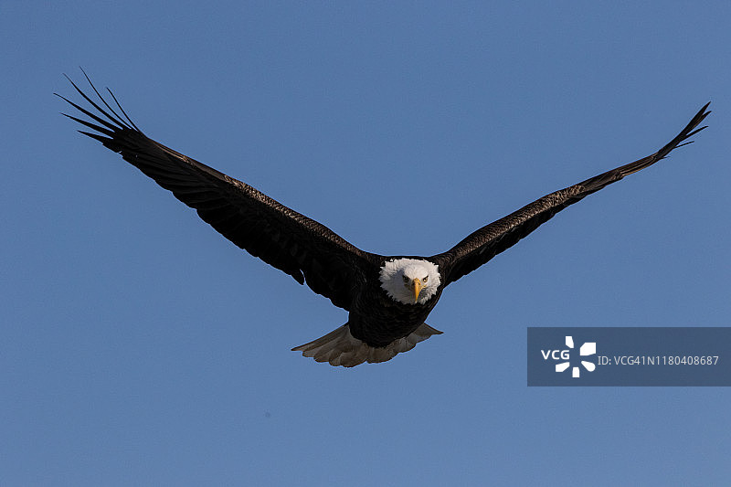 全Farme图像的秃鹰在晴朗的蓝天下飞行图片素材