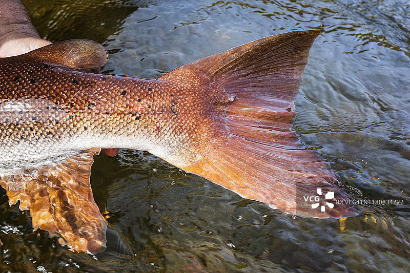 在天然河，胡乔台门捕鱼活动图片素材