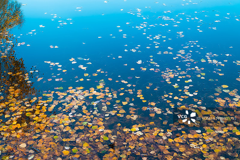 秋天的叶子漂浮在水面上图片素材