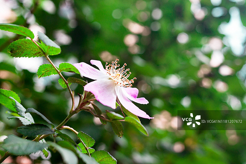 美丽的淡粉色玫瑰花在模糊的绿色自然背景与阳光图片素材