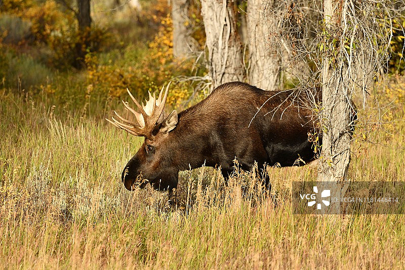 美国怀俄明州正在进食的公驼鹿图片素材