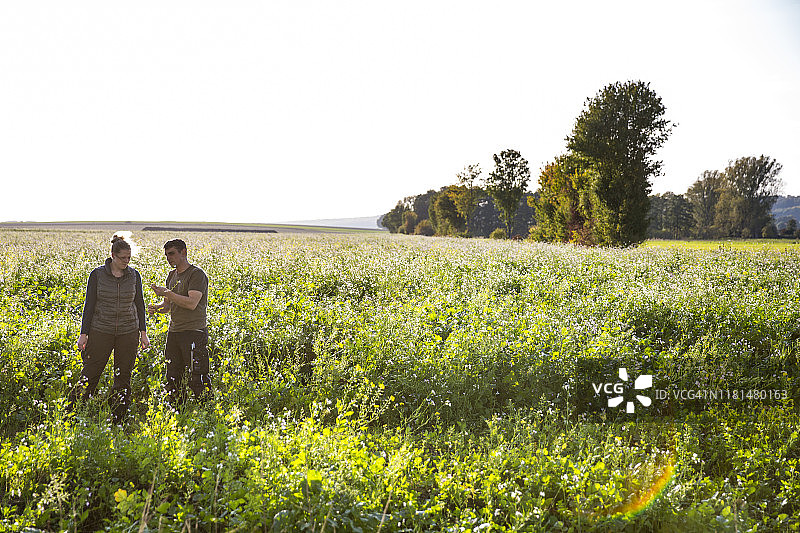 两个农民站在地里，用油萝卜作为绿肥的捕捉作物图片素材