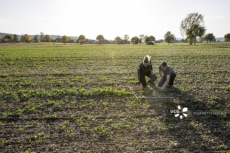 为了计算杂草，两个农民跪在一块油菜地里，用折尺量图片素材